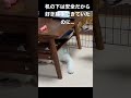油断してたら全方向からブチギレられるシベリアンハスキーの子犬 #shorts