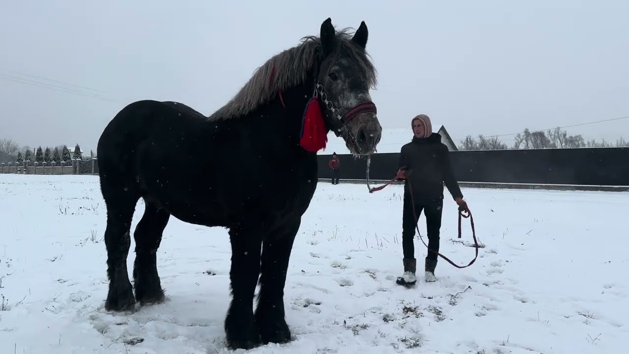 Жеребець з Польщі на Продажу 🐴🔥💪😍❤️