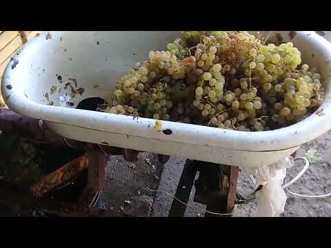 ყურძნის საწური:გაკეთებულია ეძიკა ბალიაშვილის მიერ