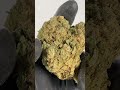 CBD Amnesia - Cannabis Legale
