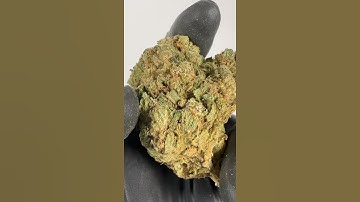 CBD Amnesia - Cannabis Legale
