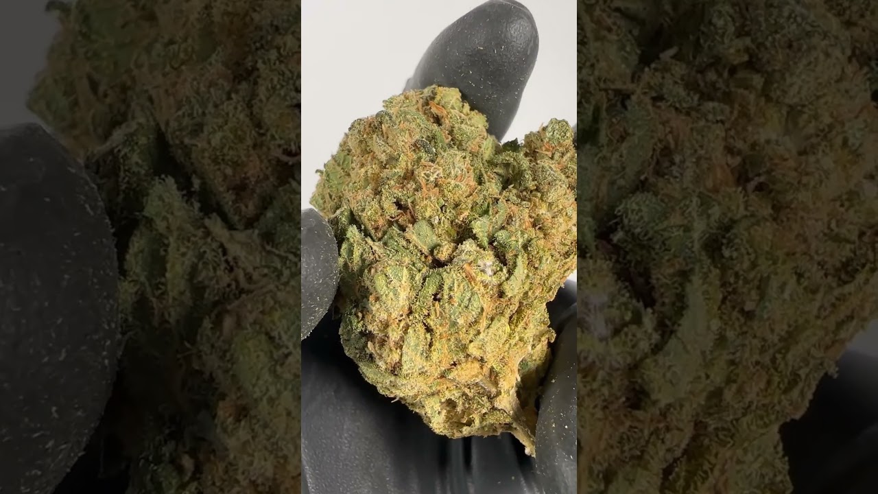 CBD Amnesia - Cannabis Legale