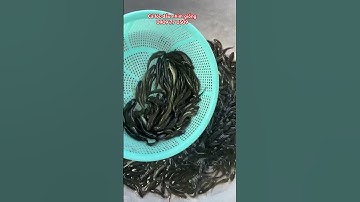 Cá lóc giống mẫu đẹp. Trại có hỗ trợ kĩ thuật nuôi & đầu ra cá thịt. Bà con cần giống 📲0909 77 0509