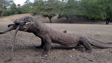 Godzilla vs Kong Alternate Ending