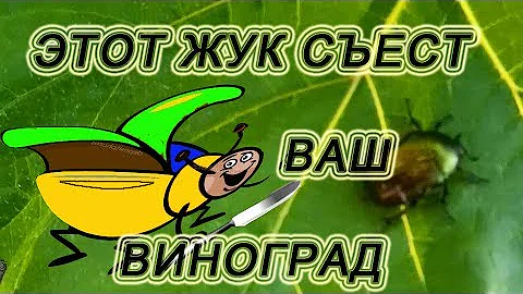 🍇 Бронзовка. Уничтожает цветы винограда. Большой зеленый жук.