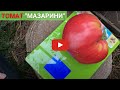 Сорт томата «Мазарини» от "Биотехника" в теплице на питательной грядке. Большой помидор
