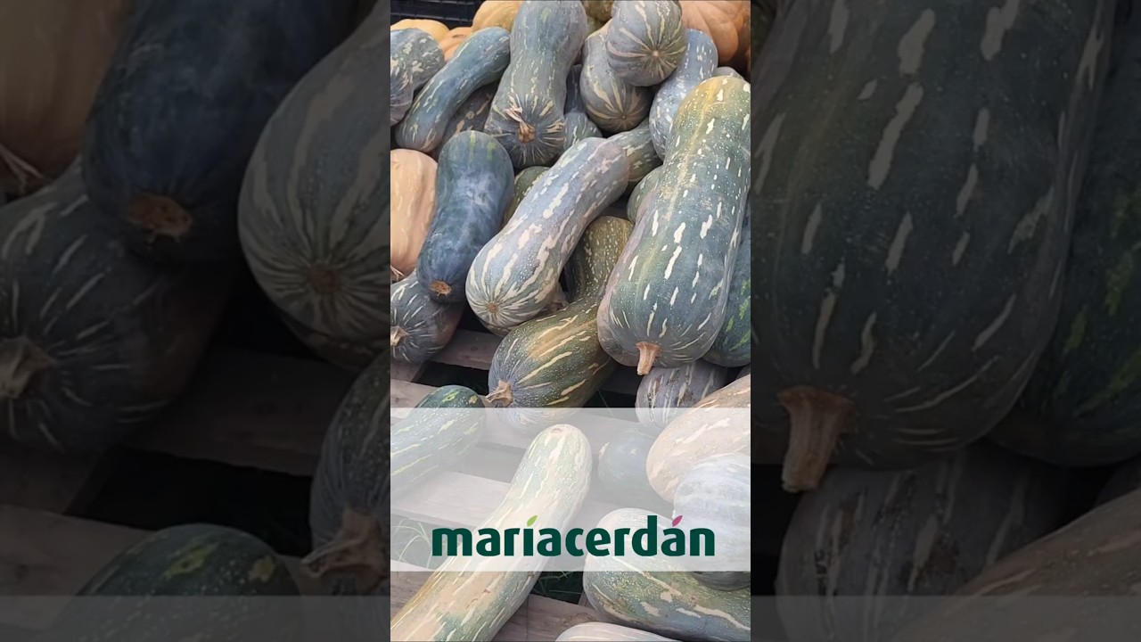 La CALABAZA, un alimento muy interesante en PERIMENOPAUSIA y MENOPAUSIA