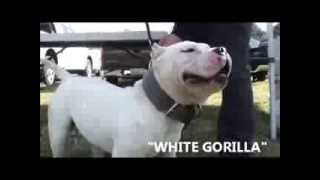 Citywidebullyz White Gorilla