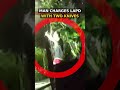 Man Charges LAPD Officers With Two Knives #bodycam #shorts