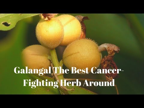Galangal The Best Cancer Fighting Herb Around