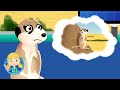 Jamila the Meerkat Visits Doctor Poppy On Safari | Animals For Kids | Cartoon Animals