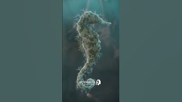 Seahorse - Blender Breakdown