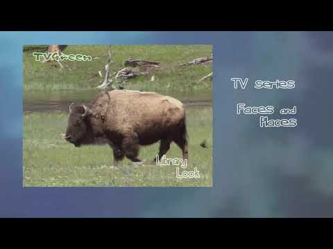 NatureNotes: Great Yellowstone - Bison Vibes