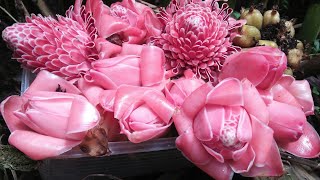Panen Kincung (Kecombrang), Buat Apa?