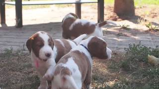 SHADOW DOG - irish red and white setter puppies(SHADOW DOG d.o.b. 20.07.2015 (2 girls & 8 boys) Father: Lovenjoel Winters Night (UK) (SH CH Gallybob Gold Standard JW & Royston Duchess At Lovenjoel) ..., 2015-08-19T17:24:05.000Z)