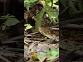 Fer De Lance  #wildlife #costarica #snakes #dangerzone