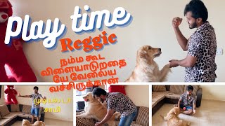 Play time with Reggie || Golden Retriever || Retriever || Dog Love