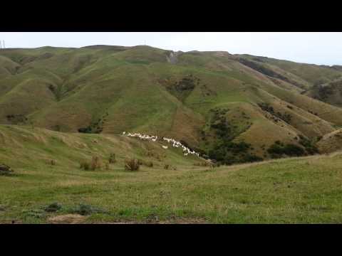 shepherd-dogs-new-zealand.