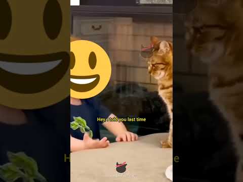 Cat Comedy Remix - Ep 159