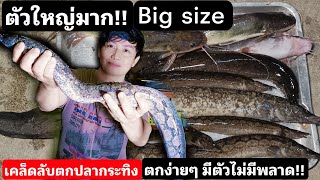 แนะนำวิธีตกปลากระทิง เลือกหมายแบบไหน ตกยังงัยให้ได้ตัว คลิบนี้มีคำตอบ Fishing easy