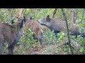 Fauna Salvaje de los Bosques de Sant Boi