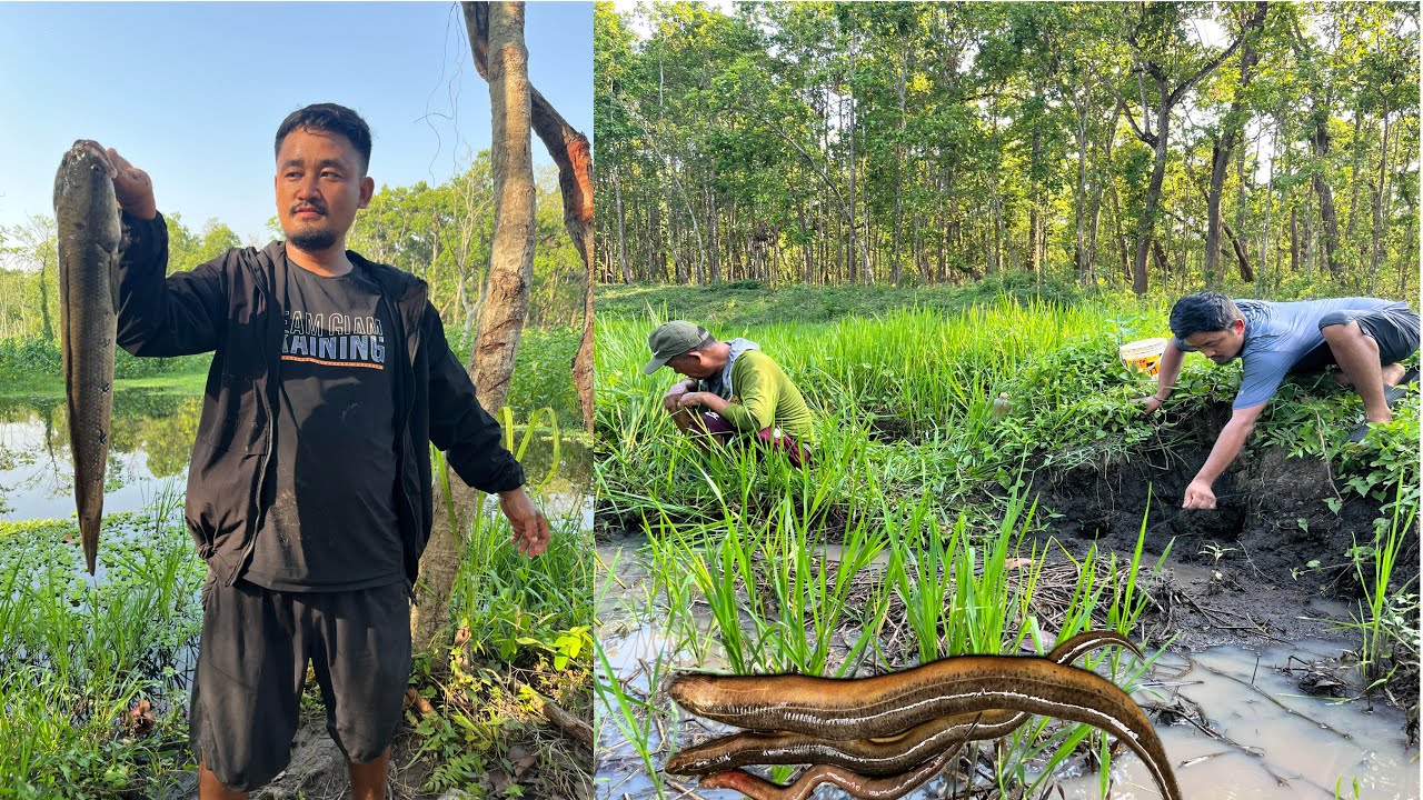 Pahilochoti snake head fish vetiyo || #eelcatch #snakeheadfish #nuture