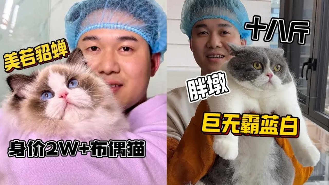 寵物店的扛把子佈偶貓！讓我來看看能打幾顆星 #洗澡  #宠物  #貓咪洗澡 #貓咪咬人 #惡貓 #上門洗貓 #寵物 #猫咪