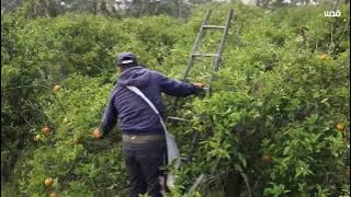 شاهد| موسم حصاد البرتقال في قطاع غزة.