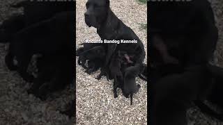 Black Andante Bandog puppies bred by @andantebandog #andantebandogkennels N🚫T FOR SALE