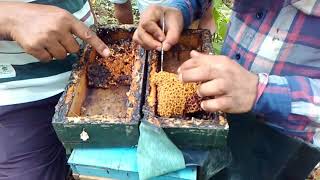 Stinglessbee bee hive splitting in hindi