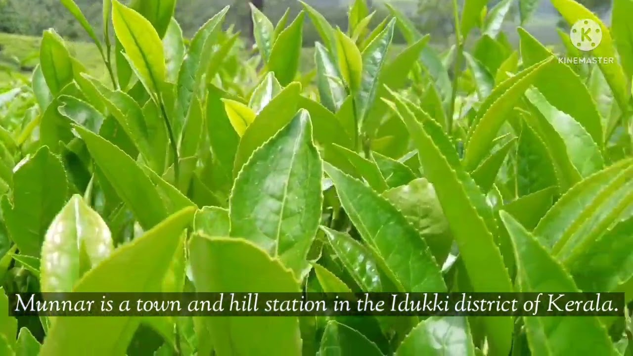 Munnar Tea Estates 