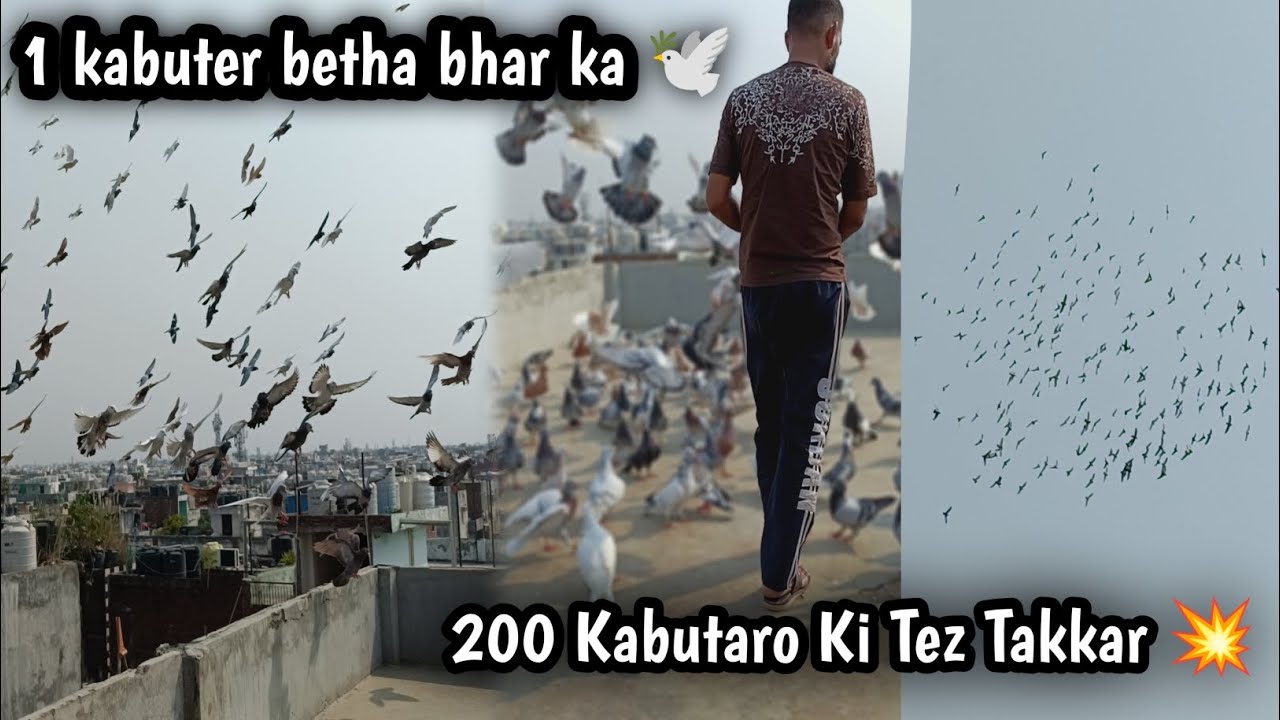 Aftab Bhai Ki Chhat Ka Shok || Talim - Ustad Akhtar || 200 Kabutaro Ki Tez Takkar 💥