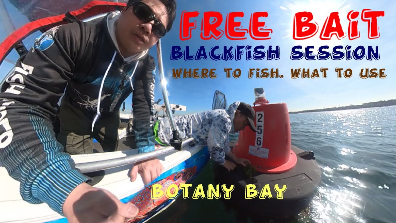 Botany bay black fish session. Where to fish. What to use. Where to get free bait at Botany Bay