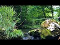山奥の静かな川のぬしを釣る!