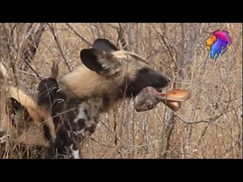 Wild Dog Hunting Rabbit Not Sharing | Wildlife Animals Videos. - YouTube