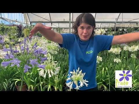 Video: Agapanthus (41 Fotos): Reglas De Plantación, Cuidado De Las Flores En Campo Abierto. Descripción Del Paraguas Agapanthus Y Otras Especies De Plantas