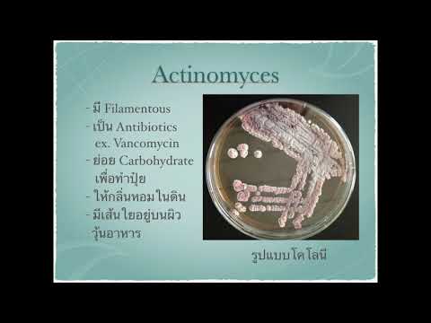 สรุปจุลชีววิทยาภายใน 3 นาที