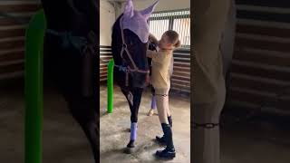 Сенатор-какая Прелесть! Конноспортивный клуб #shorts #horse