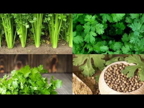 زراعة الكزبرة أسرار النجاح و طريقة الزراعة الزراعةببساطةوسهولة