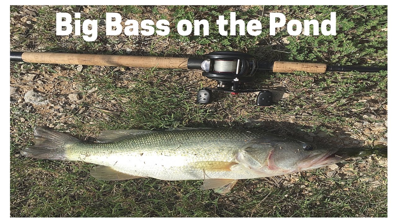 Retention Pond Fishing for Largemouth Bass with Audwin Hall Jr. YouTube