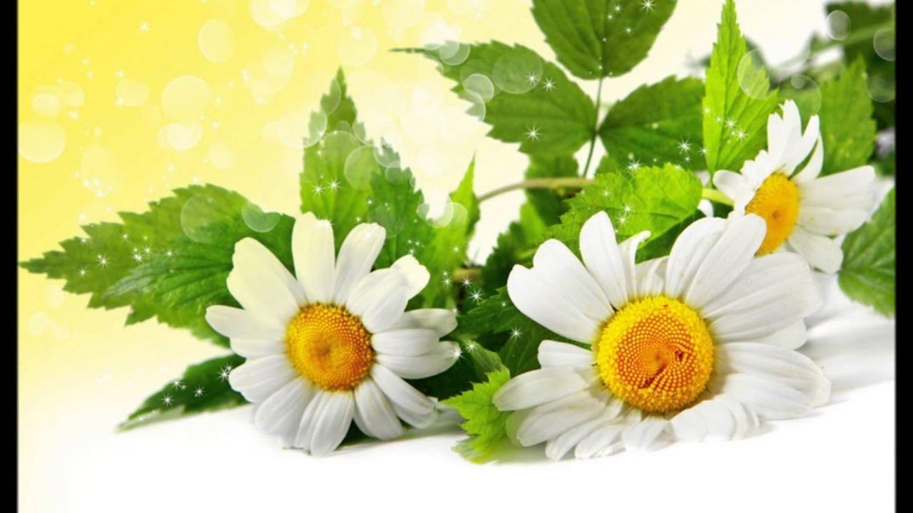 FIELD OF DAISIES - Brian Crain FIELD OF DAISIES - Brian Crain