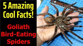 5 Fascinating Facts About Goliath Bird-Eating Spiders