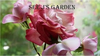#GardenTourSaturday2023 For #grandmasandy / See J's Garden