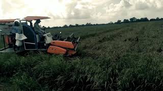 Story WA anak desa