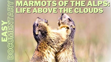 Marmots of the Alps: Life Above the Clouds - Full Wildlife Documentary