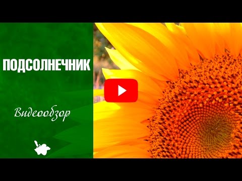 Подсолнечник 🌻 Декоративный подсолнух ✅ Видео обзор семян