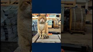 Sevimli kediler #cat #HolidaysWithYouTube
