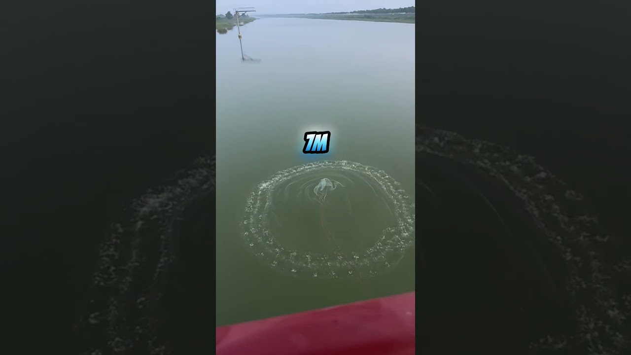 Incroyable Lancer de Filet de Pêche par une Femme depuis un Pont  