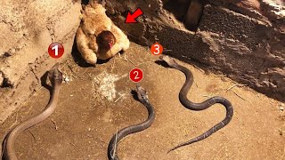 जब 3 सांप ने गलत मुर्गी से पंगा ले लिया Snake vs Chicken Top 10 Battle of snake vs wild animals