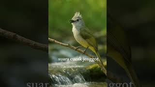 suara cucak jenggot